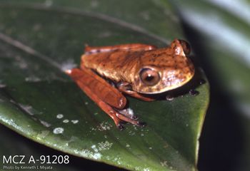 Media type: image;   Herpetology A-91208 Description: Photo of animal in life, taken in the field by Dr. Kenneth Ichiro Miyata. A slide of the photo was scanned in 2012 by Melissa Wooley.;  Aspect: lateral
